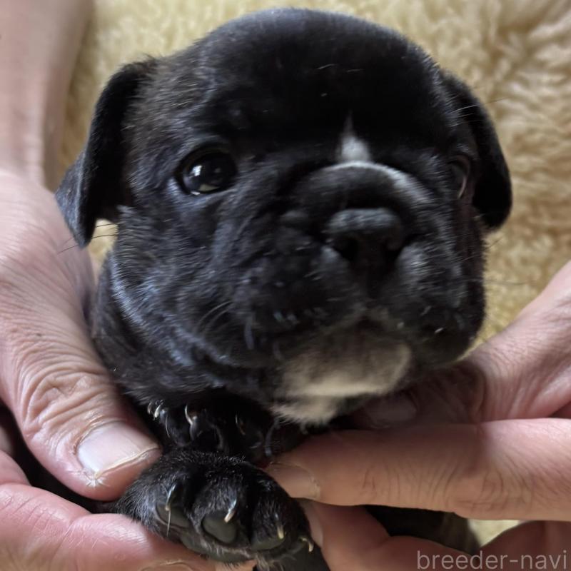 販売中の和歌山県のフレンチブルドッグ-426877