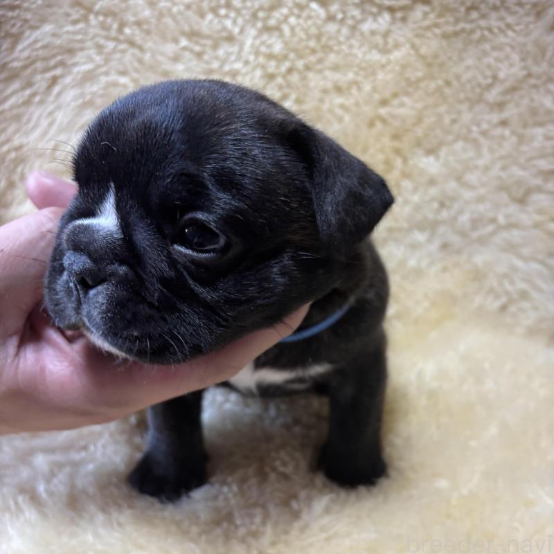 販売中の和歌山県のフレンチブルドッグ-426877の3枚目