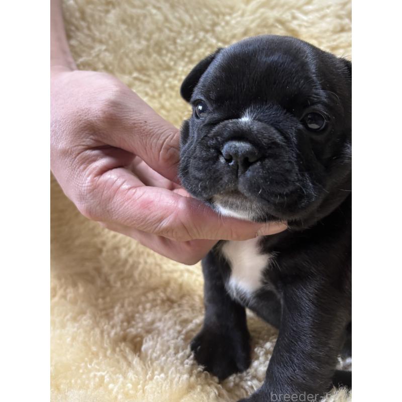 販売中の和歌山県のフレンチブルドッグ-426878の10枚目