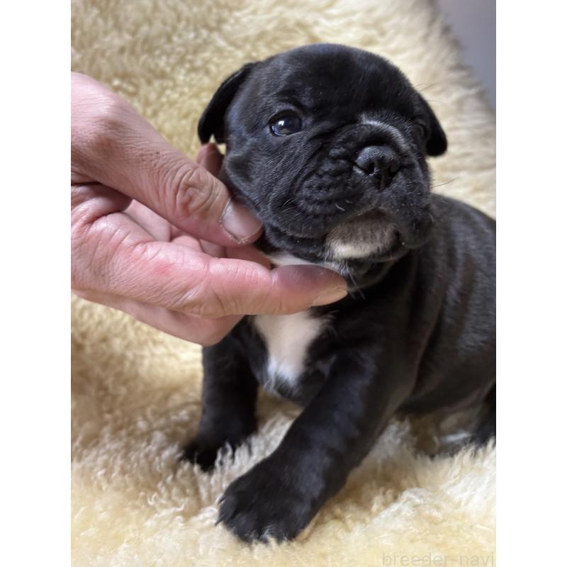 販売中の和歌山県のフレンチブルドッグ-426878の9枚目