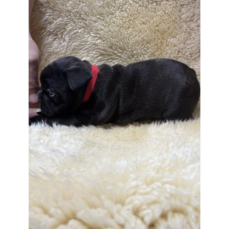 販売中の和歌山県のフレンチブルドッグ-426878の8枚目