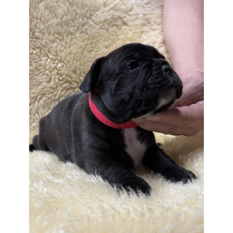 販売中の和歌山県のフレンチブルドッグ-426878の7枚目