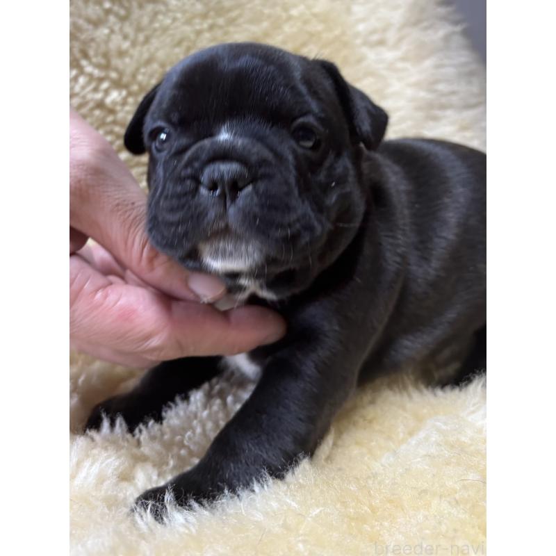 販売中の和歌山県のフレンチブルドッグ-426878の6枚目