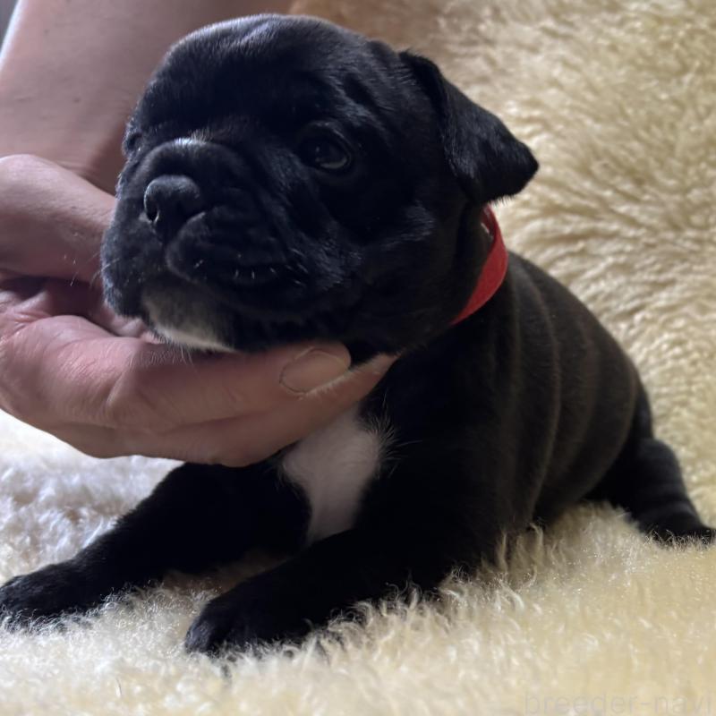 販売中の和歌山県のフレンチブルドッグ-426878の5枚目