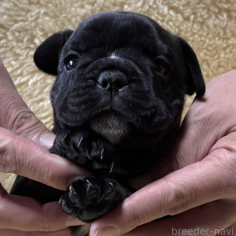 販売中の和歌山県のフレンチブルドッグ-426878の4枚目