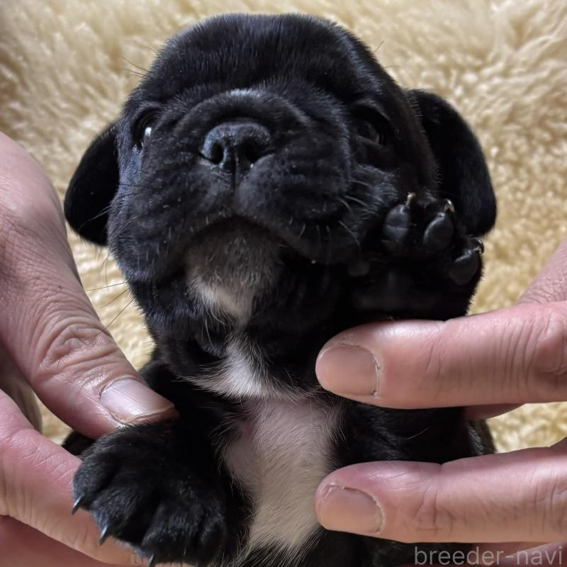 販売中の和歌山県のフレンチブルドッグ-426878