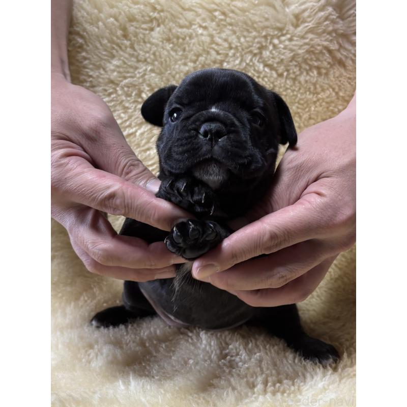 販売中の和歌山県のフレンチブルドッグ-426878の3枚目