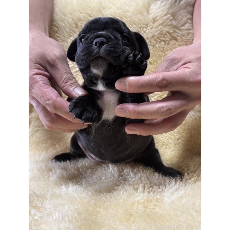 販売中の和歌山県のフレンチブルドッグ-426878の2枚目