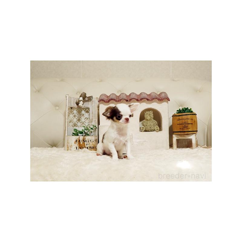 販売中の佐賀県のチワワ(ロングコート)-413331の5枚目