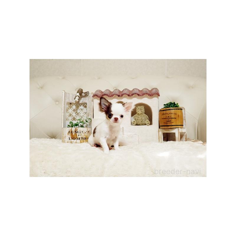 販売中の佐賀県のチワワ(ロングコート)-413331の3枚目