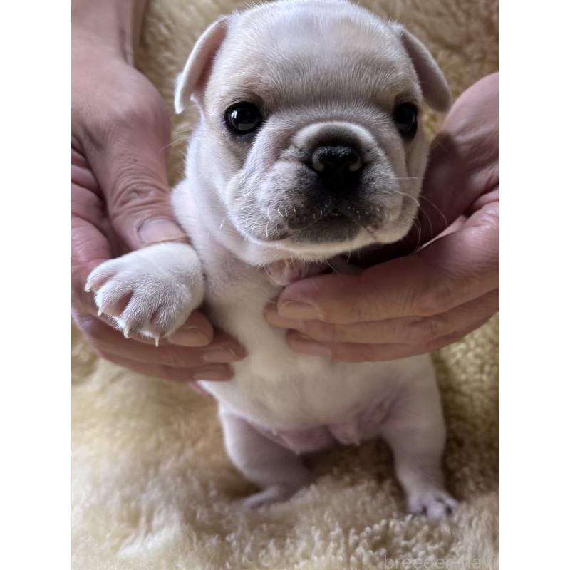 販売中の和歌山県のフレンチブルドッグ-426879の12枚目