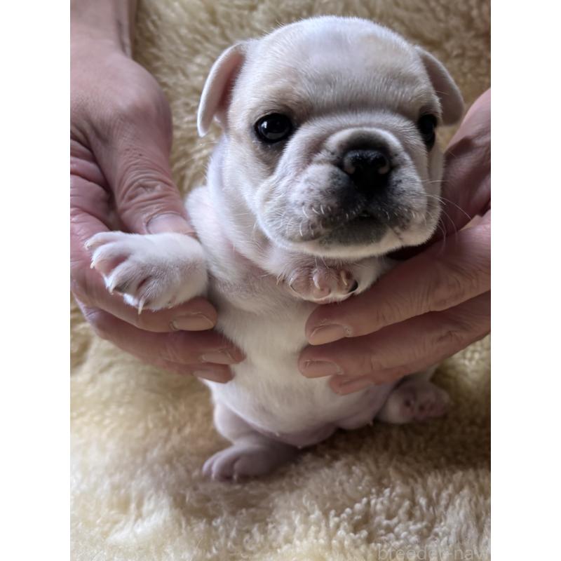 販売中の和歌山県のフレンチブルドッグ-426879の11枚目