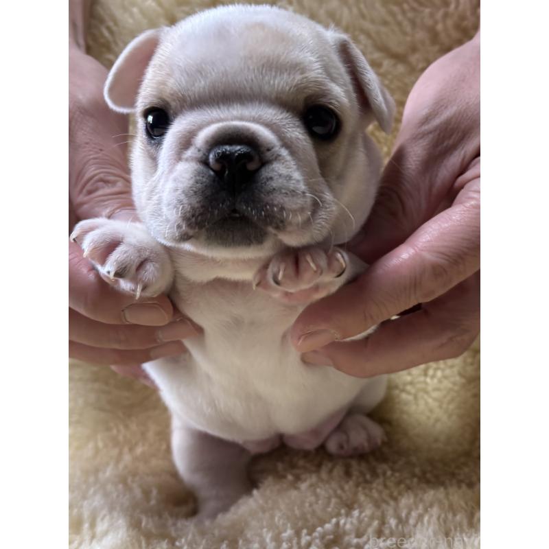 販売中の和歌山県のフレンチブルドッグ-426879の10枚目