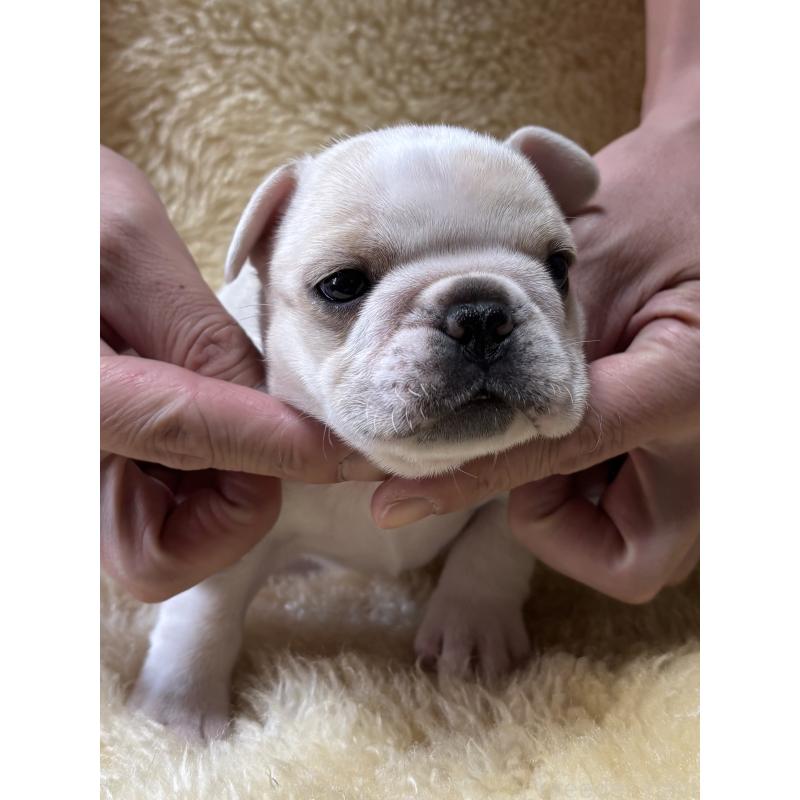 販売中の和歌山県のフレンチブルドッグ-426879の9枚目