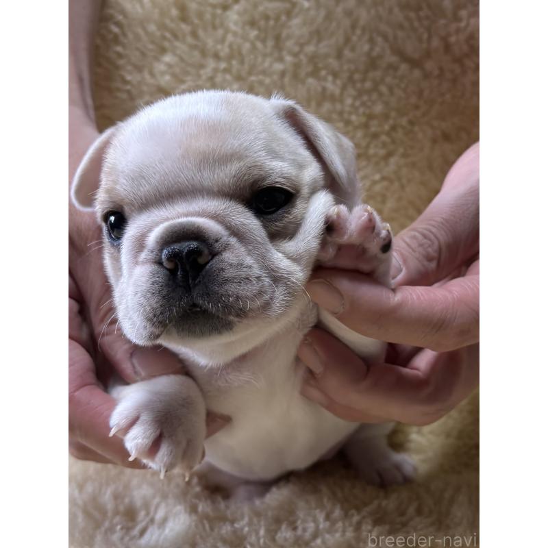 販売中の和歌山県のフレンチブルドッグ-426879の8枚目