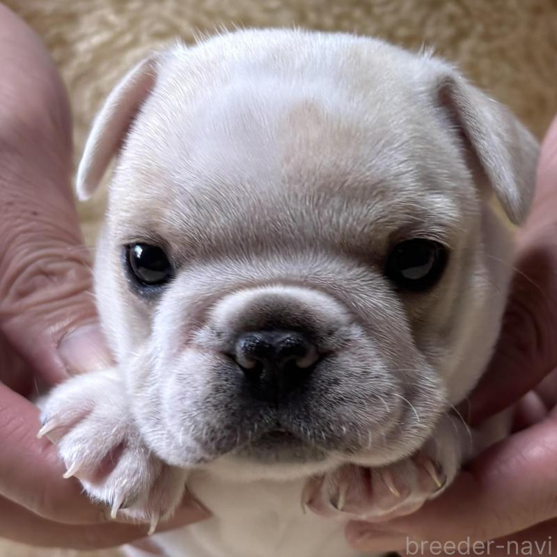 販売中の和歌山県のフレンチブルドッグ-426879