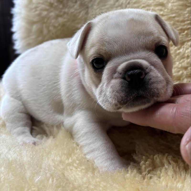 販売中の和歌山県のフレンチブルドッグ-426879の7枚目