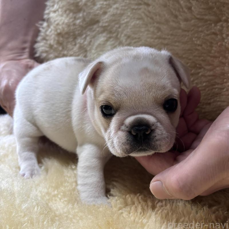 販売中の和歌山県のフレンチブルドッグ-426879の6枚目