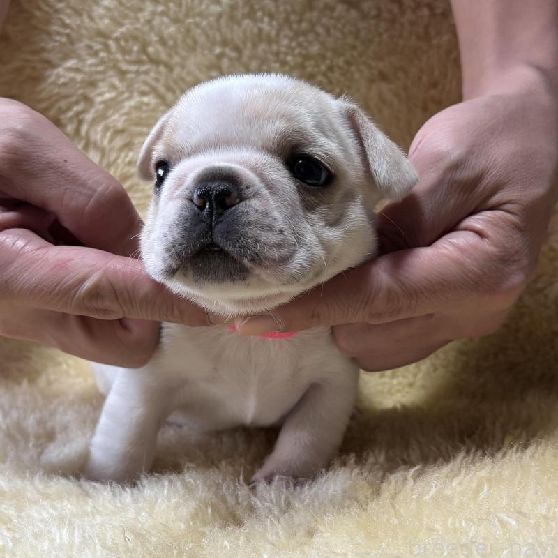 販売中の和歌山県のフレンチブルドッグ-426879の5枚目