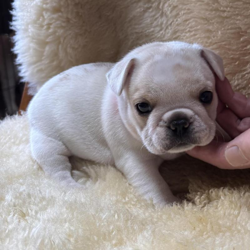 販売中の和歌山県のフレンチブルドッグ-426879の4枚目