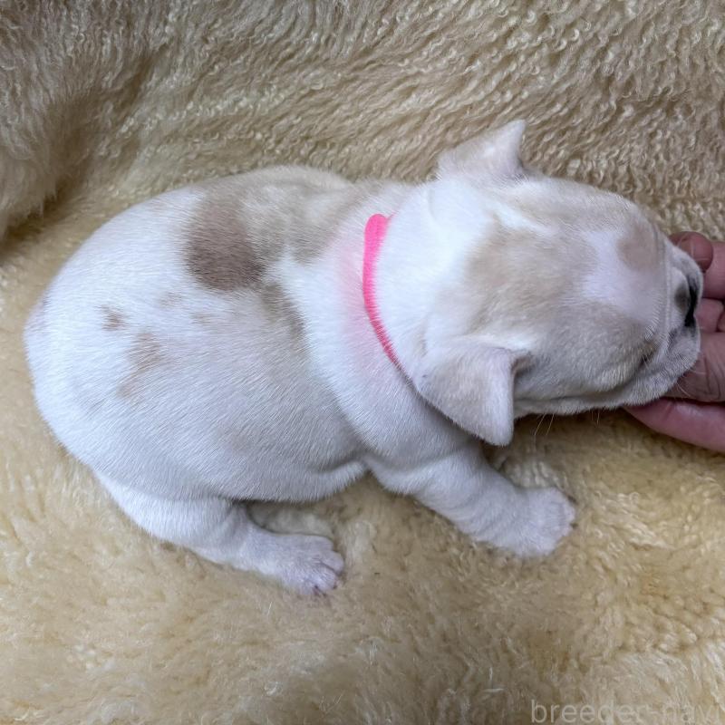 販売中の和歌山県のフレンチブルドッグ-426879の3枚目