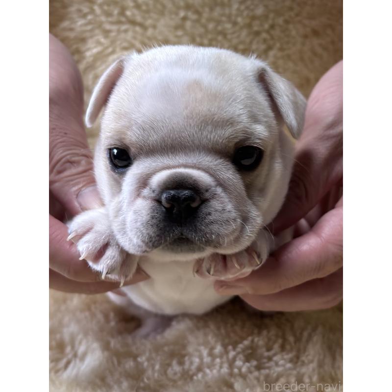 販売中の和歌山県のフレンチブルドッグ-426879の2枚目