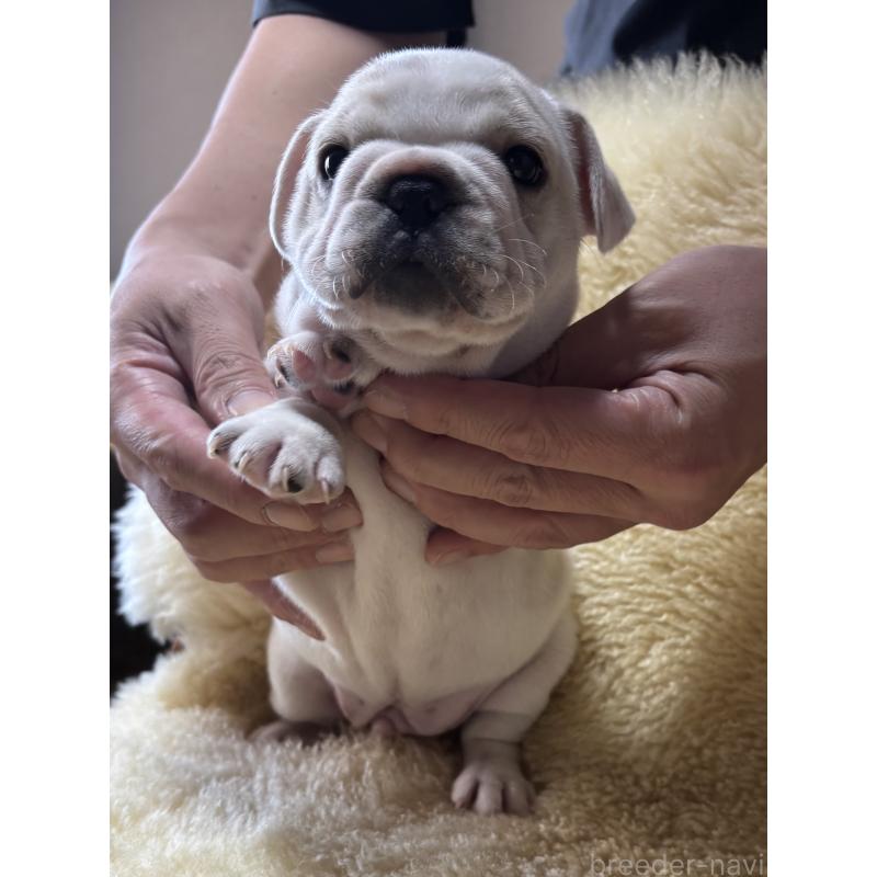 販売中の和歌山県のフレンチブルドッグ-426880の9枚目