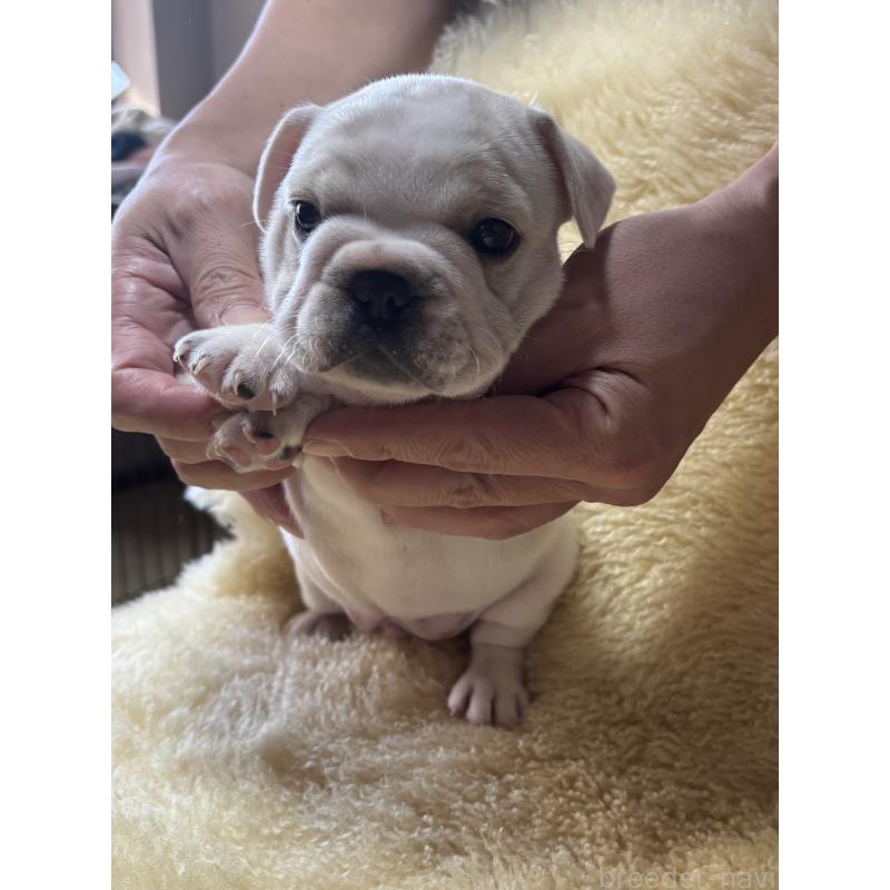 販売中の和歌山県のフレンチブルドッグ-426880の8枚目