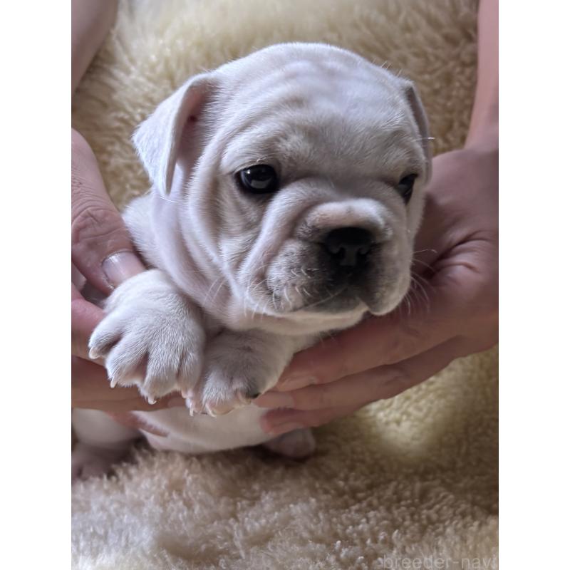 販売中の和歌山県のフレンチブルドッグ-426880の7枚目