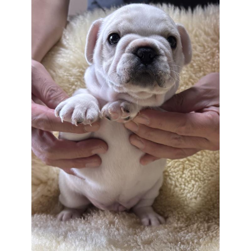 販売中の和歌山県のフレンチブルドッグ-426880の6枚目