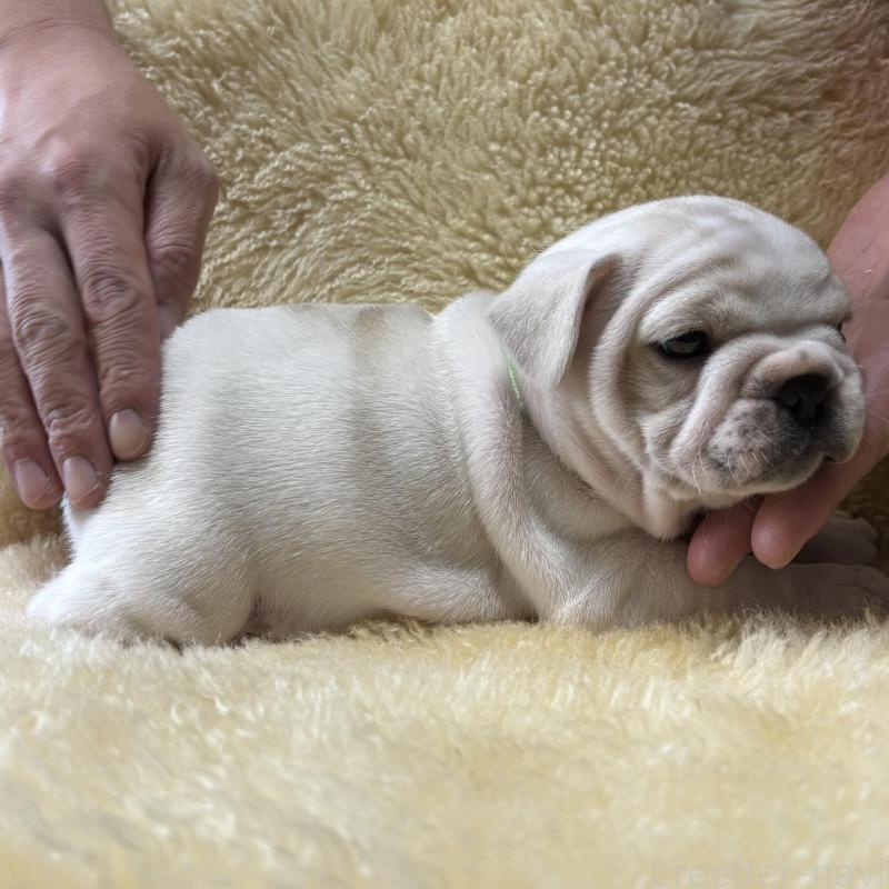 販売中の和歌山県のフレンチブルドッグ-426880の5枚目