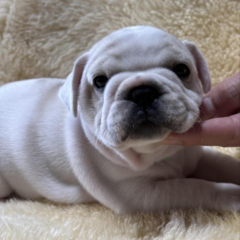 販売中の和歌山県のフレンチブルドッグ-426880