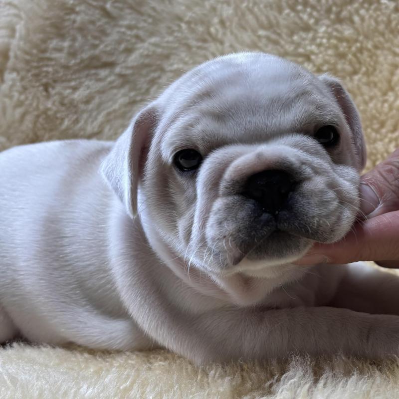 販売中の和歌山県のフレンチブルドッグ-426880の4枚目