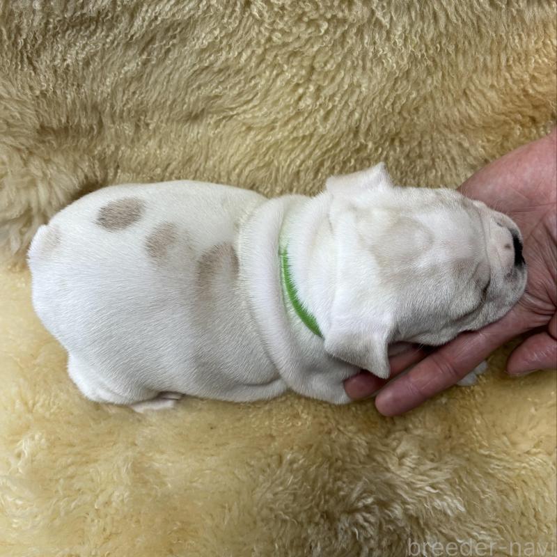 販売中の和歌山県のフレンチブルドッグ-426880の3枚目