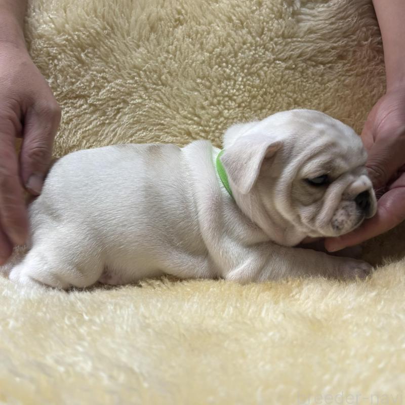 販売中の和歌山県のフレンチブルドッグ-426880の2枚目