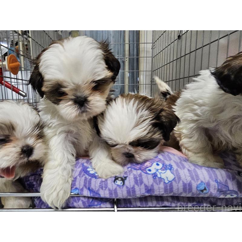 成約済の愛知県のシーズー-422760の11枚目