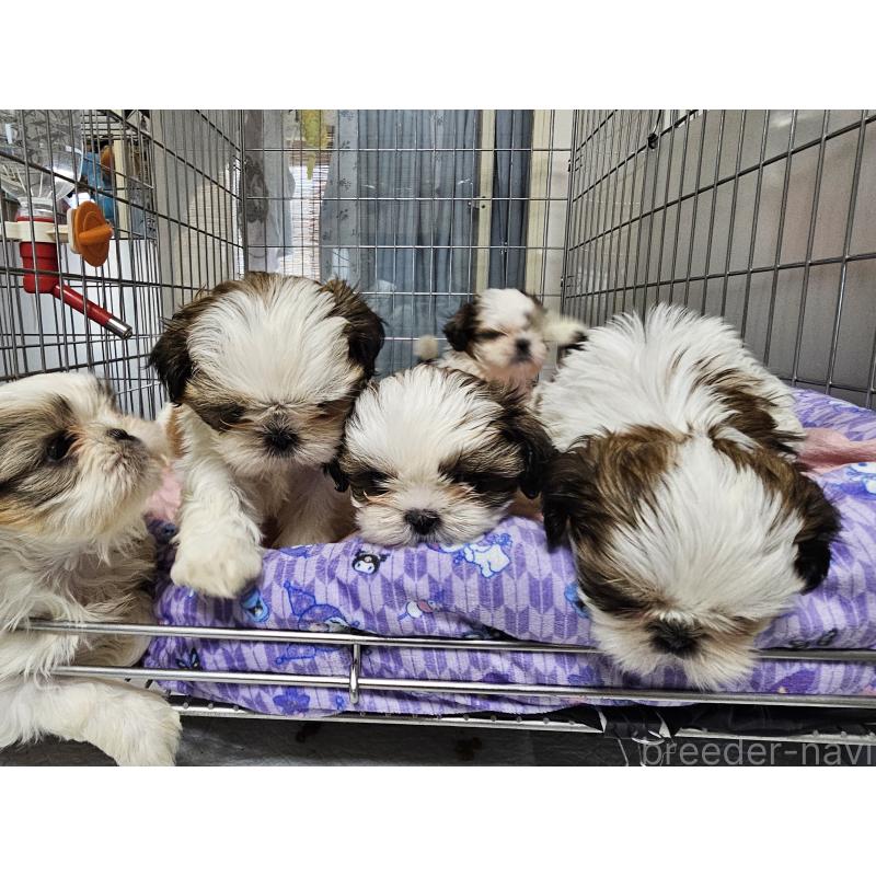 成約済の愛知県のシーズー-422760の7枚目