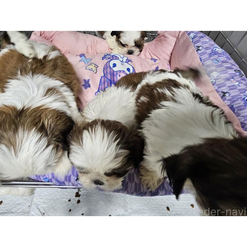 成約済の愛知県のシーズー-422760の5枚目