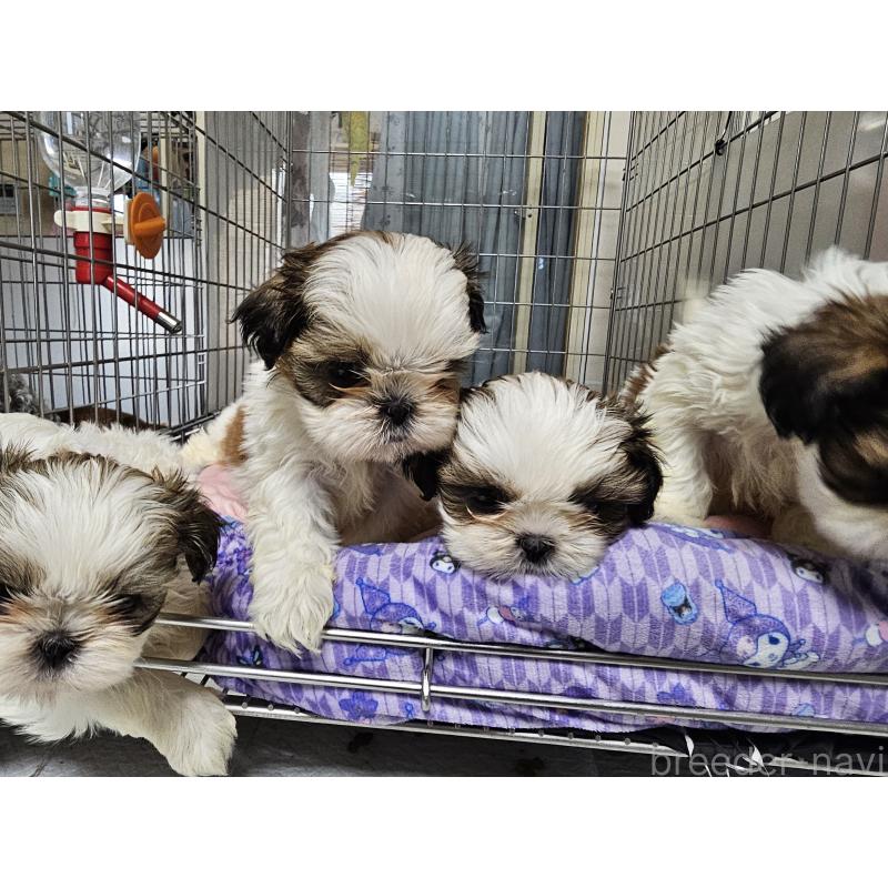 成約済の愛知県のシーズー-422760の4枚目