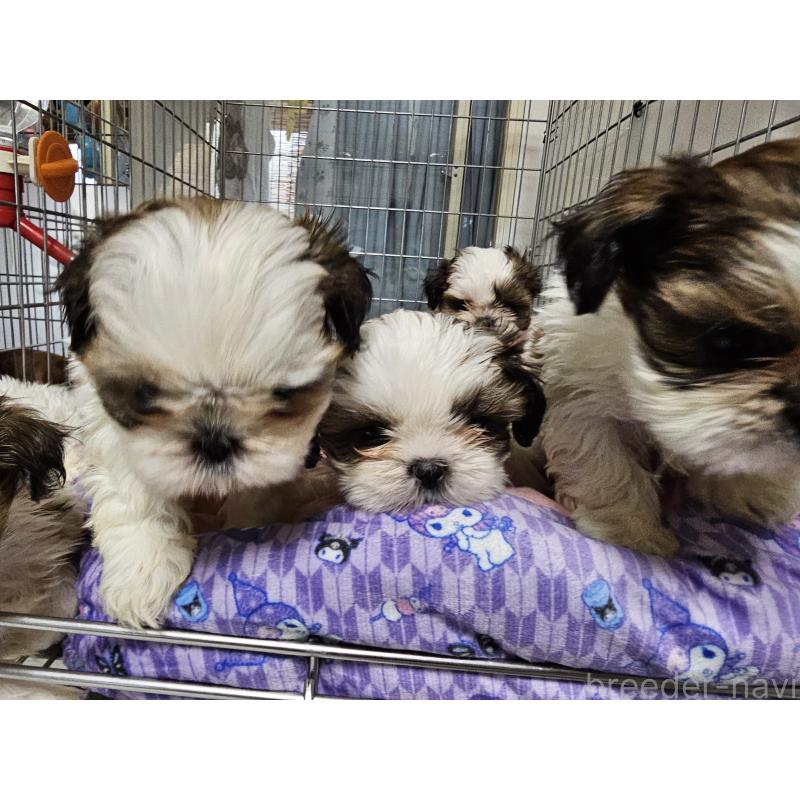 成約済の愛知県のシーズー-422760の2枚目