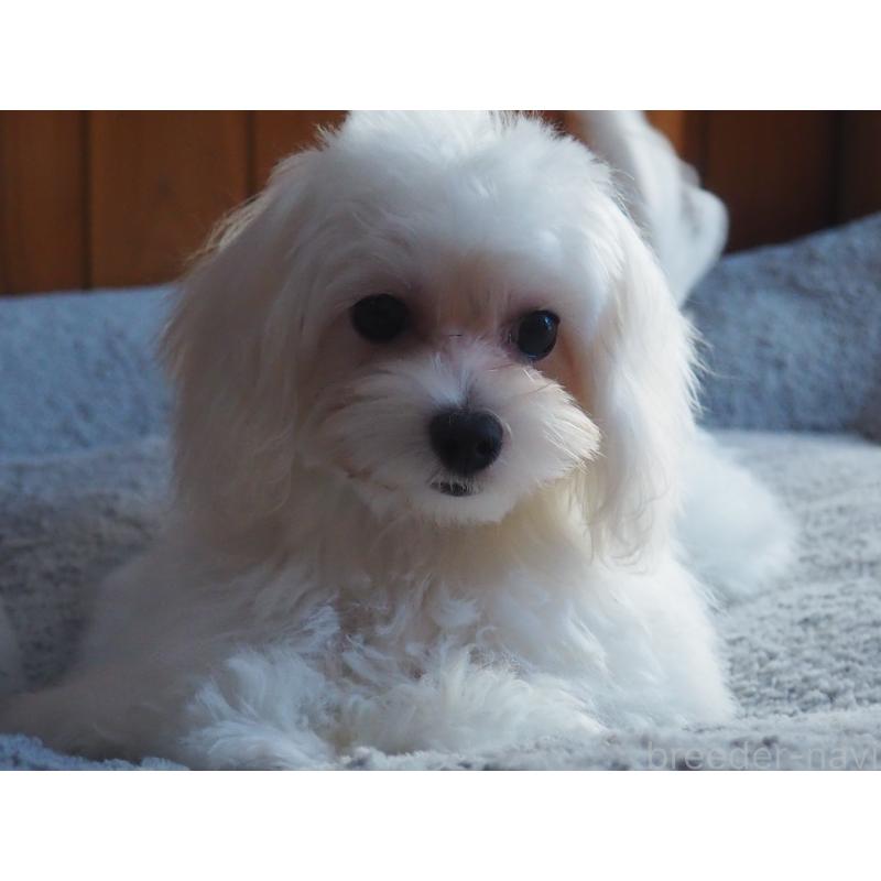 販売中の愛知県のミックス犬-420057の9枚目