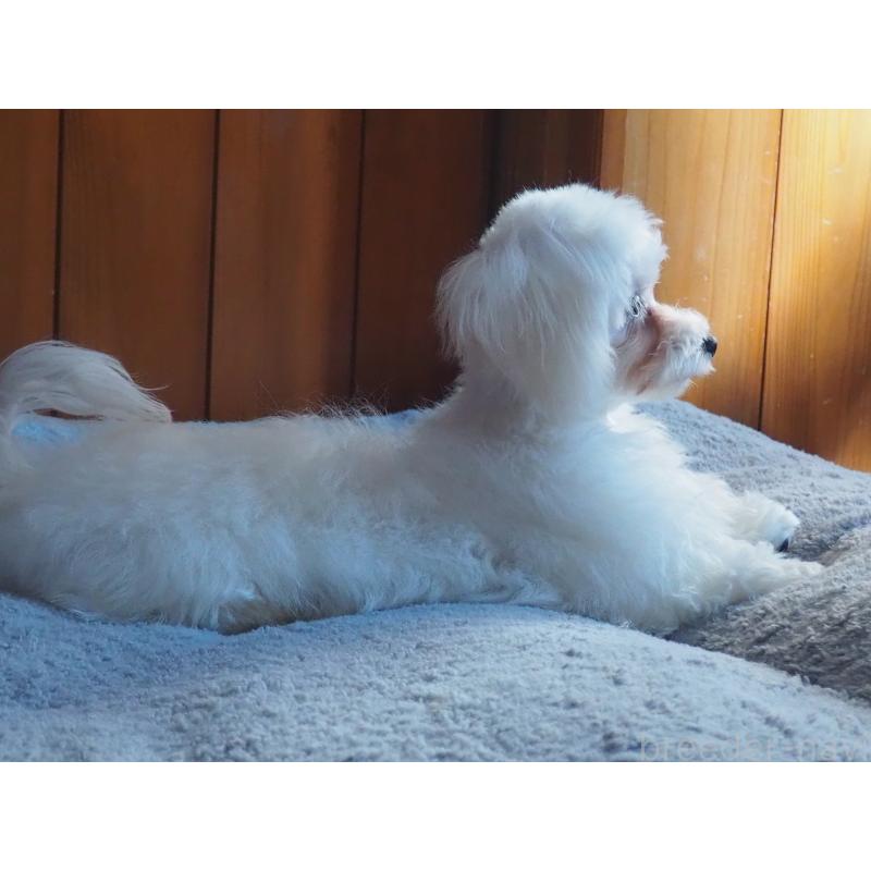 販売中の愛知県のミックス犬-420057の5枚目