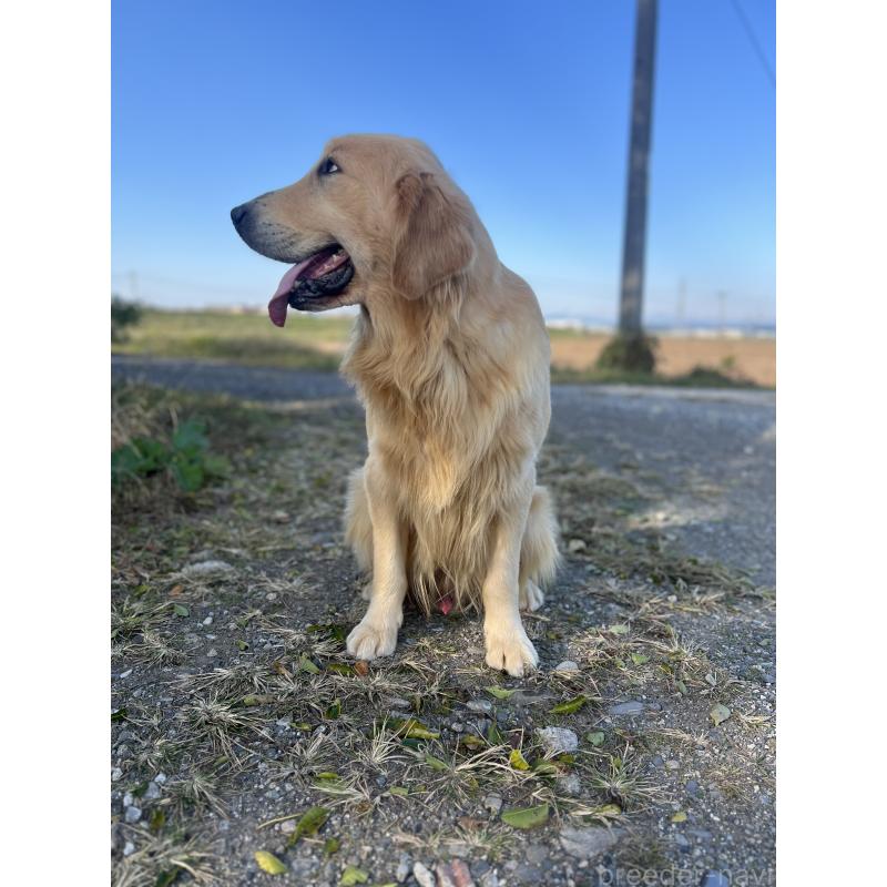 シンバーくん1枚目