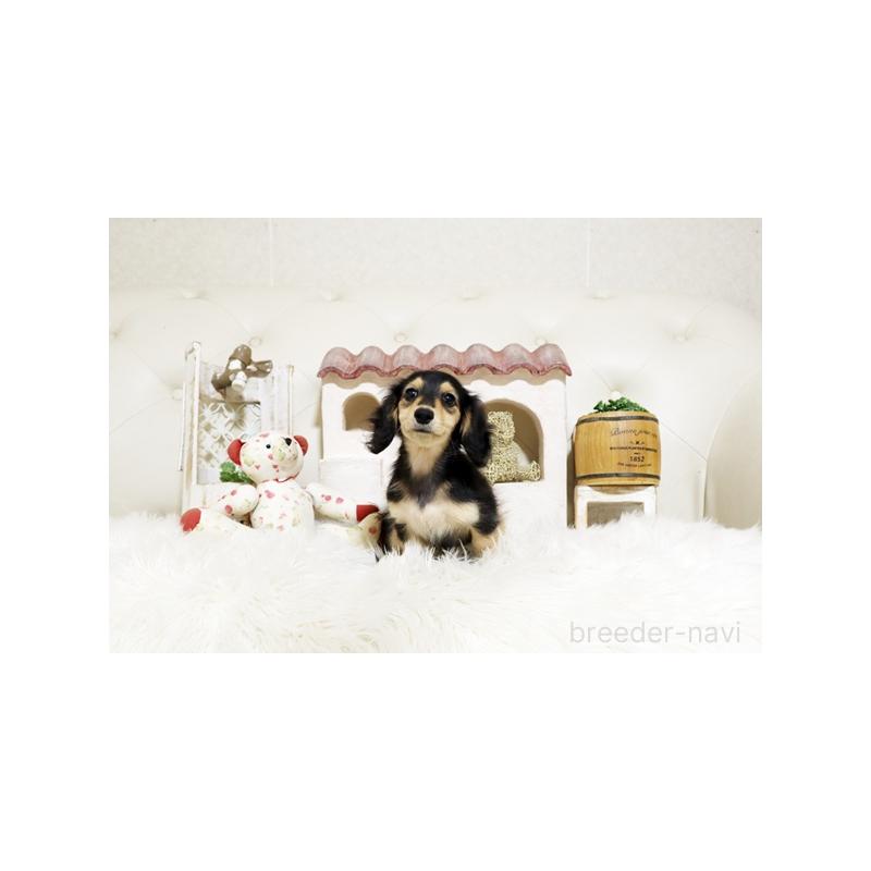 販売中の佐賀県のカニンヘンダックスフンド(ロングヘアード)-426882の5枚目