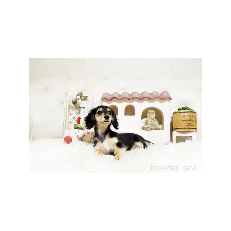 販売中の佐賀県のカニンヘンダックスフンド(ロングヘアード)-426882の2枚目