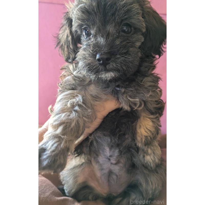 成約済の埼玉県のマルプー:マルチーズ×トイプードル-423322の10枚目