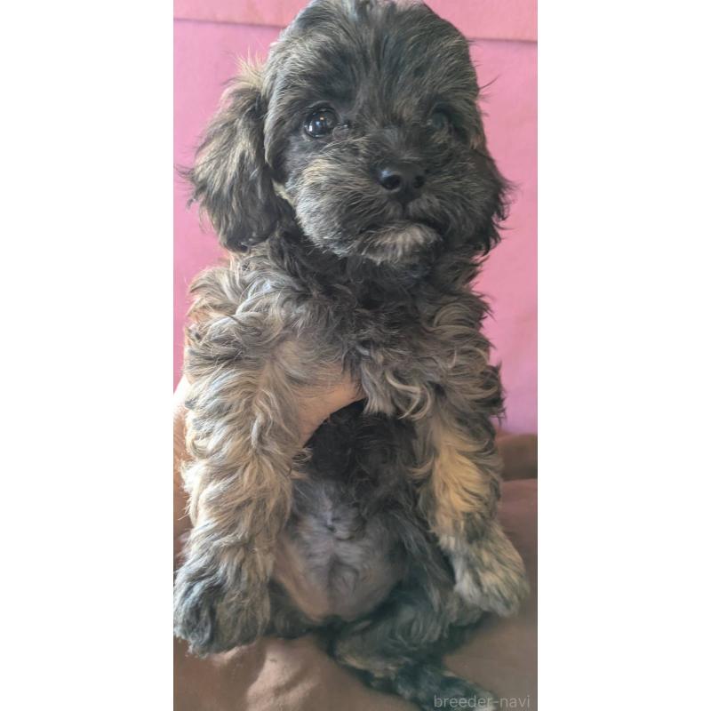 成約済の埼玉県のマルプー:マルチーズ×トイプードル-423322の9枚目