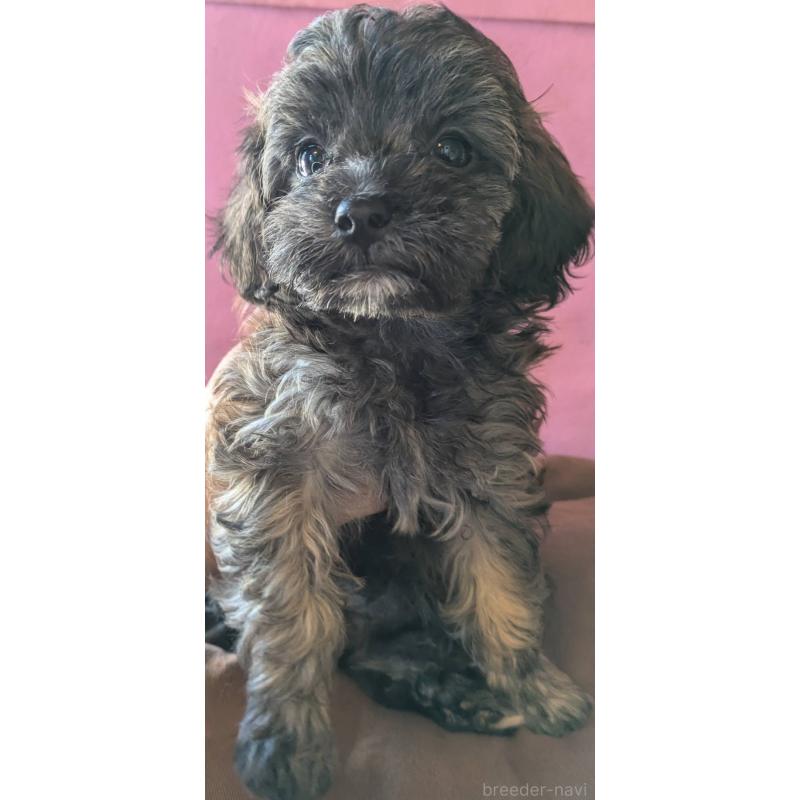 成約済の埼玉県のマルプー:マルチーズ×トイプードル-423322の8枚目