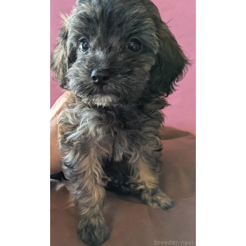 成約済の埼玉県のマルプー:マルチーズ×トイプードル-423322の7枚目