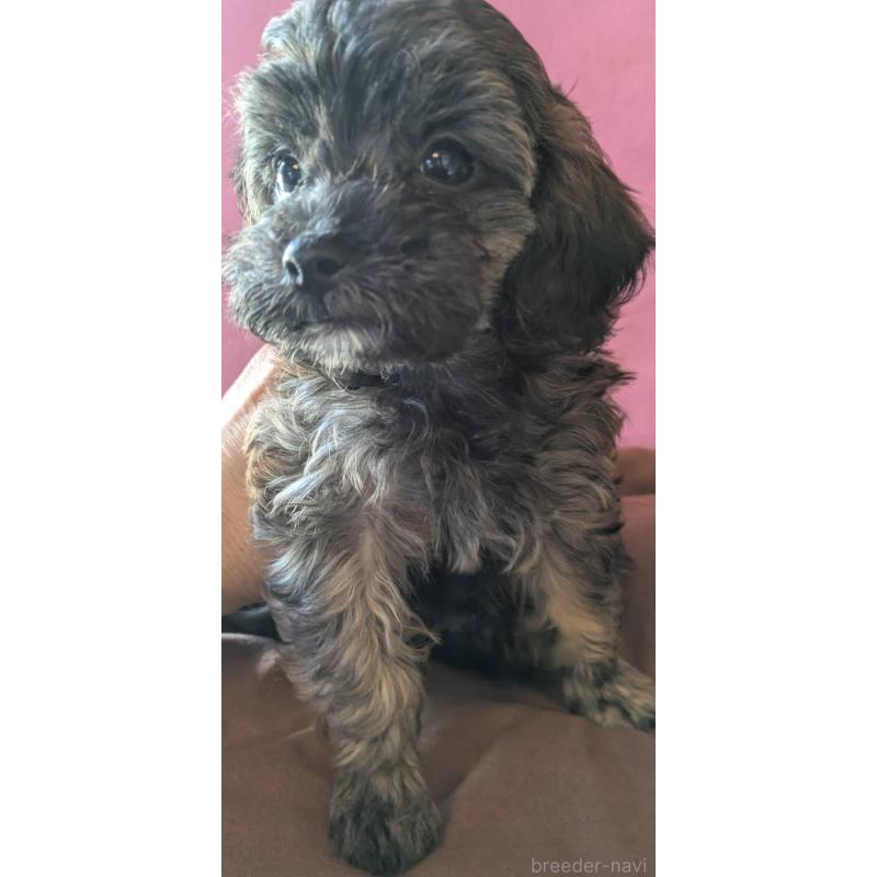 成約済の埼玉県のマルプー:マルチーズ×トイプードル-423322の6枚目